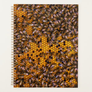 HONEY BEES