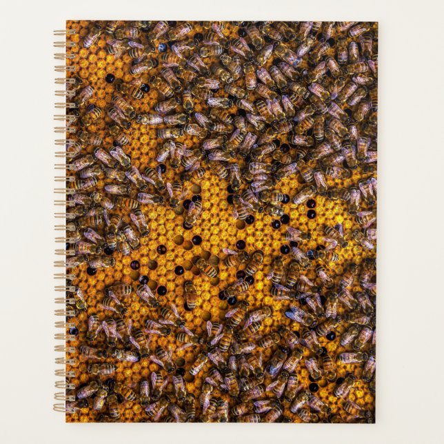 HONEY BEES (Devant)
