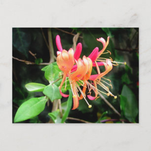Honeysuckle d'automne ~ carte postale
