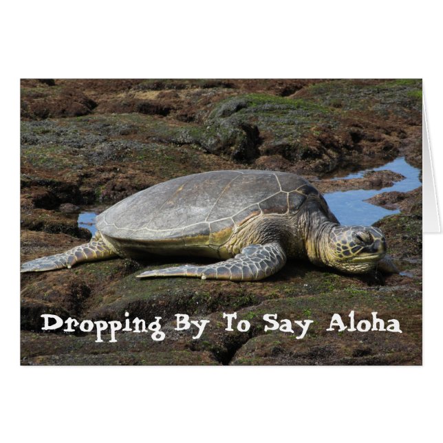 Honu se reposant sur les roches chaudes (Devant horizontal)