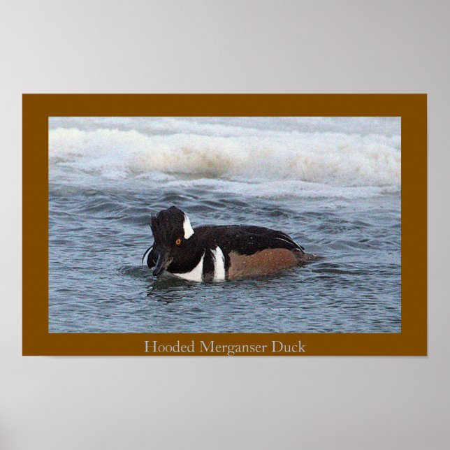 Hooded Merganser Duck Poster (Devant)