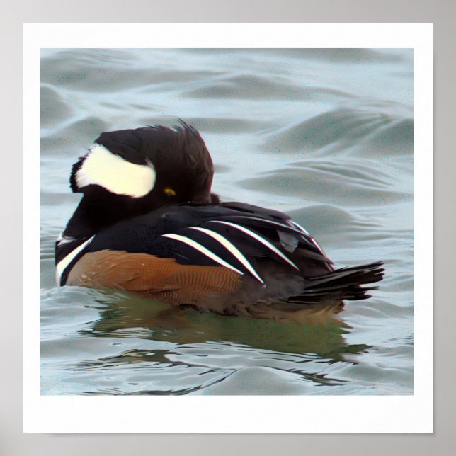 Hooded Merganser Duck Poster (Devant)