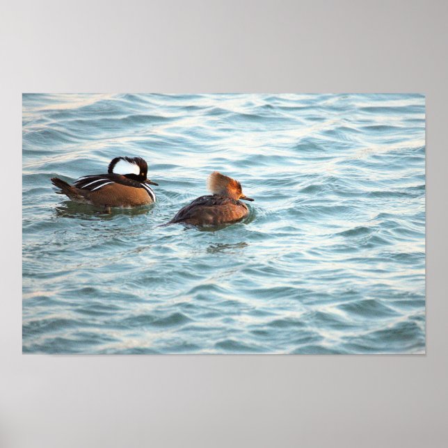 Hooded Merganser Ducks Poster (Devant)