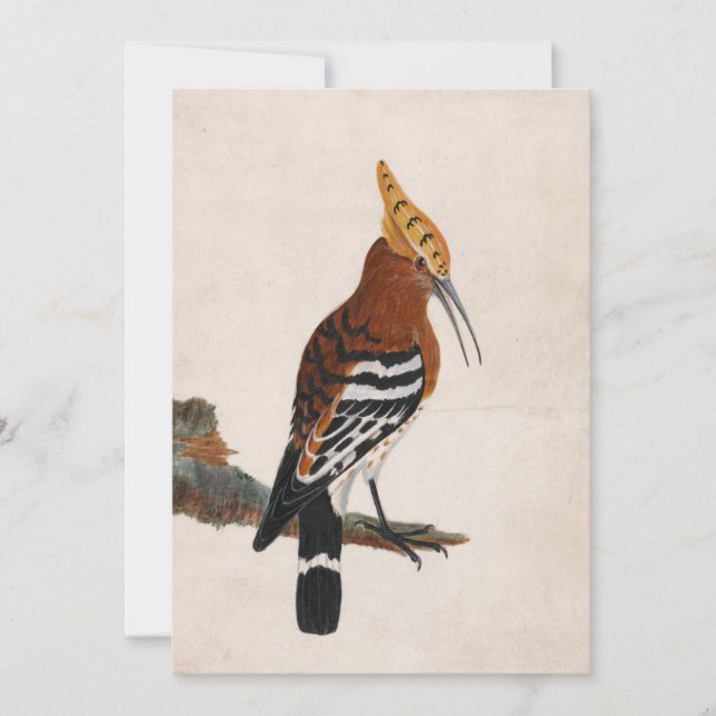 Hoopoe commun | William Lewin (Devant)