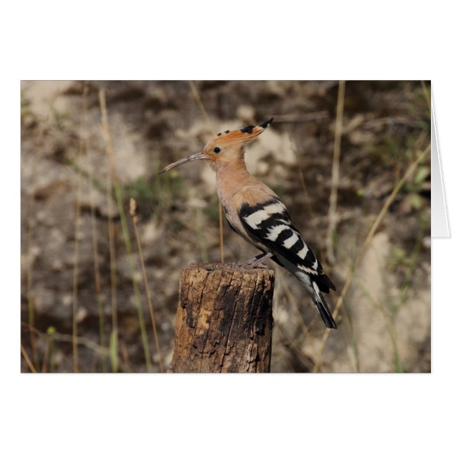 Hoopoe Femme Sur Le Tronc (Devant horizontal)