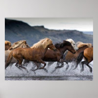 Horde chevaux, Papier poster (mat)