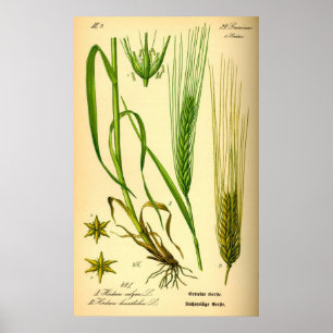 Hordeum Vulgare Poster d'orge