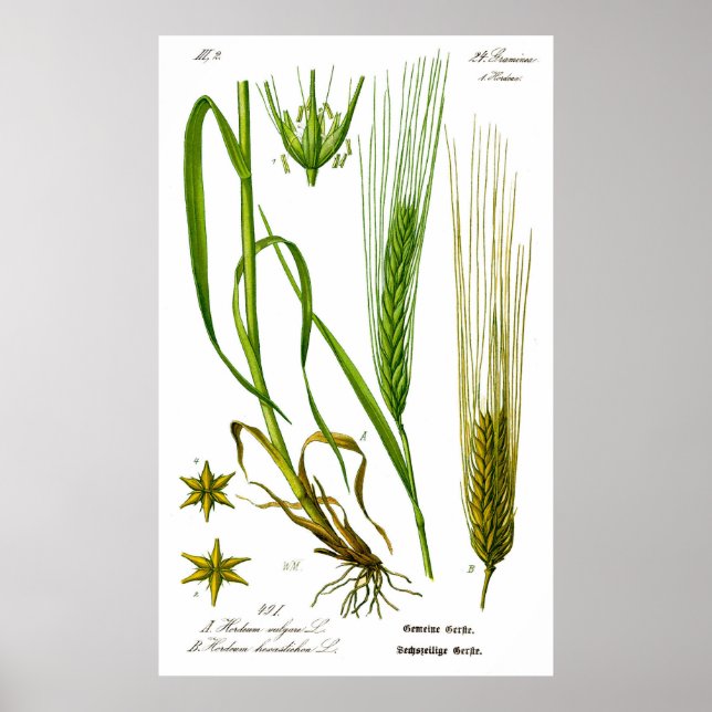 Hordeum Vulgare Poster d'orge (Devant)