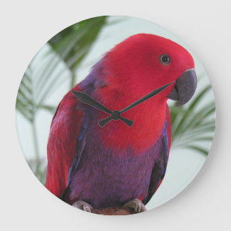 Horloge belle Eclectus perroquet rouge femelle ani