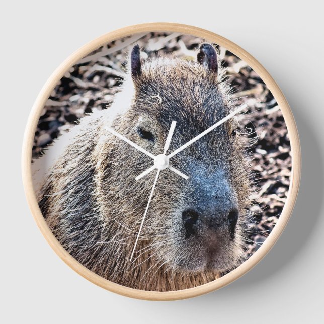 HORLOGE CAPYBARA ANIMAL SAUVAGE (Recto)