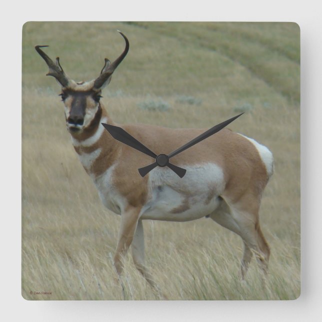 Horloge Carrée 33 Pronghorn Antelope Crooked Horns (Recto)