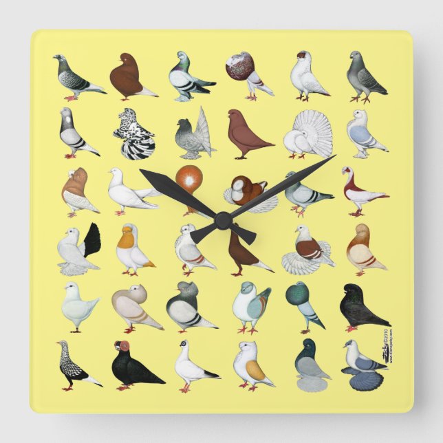 Horloge Carrée 36 Pigeon Breeds (Recto)