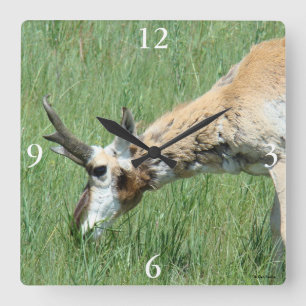 Horloge Carrée A11 Pronghorn Antelope Buck Grazing