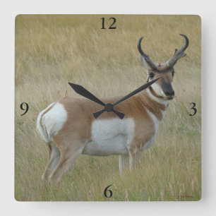Horloge Carrée A1 Pronghorn Antelope Big Buck