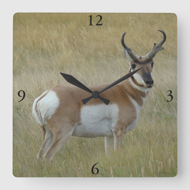 Horloge Carrée A1 Pronghorn Antelope Big Buck (Recto)