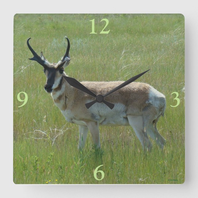Horloge Carrée A36 Pronghorn Antelope Buck (Recto)