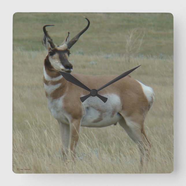 Horloge Carrée A37 Pronghorn Antelope Crooked Horns (Recto)