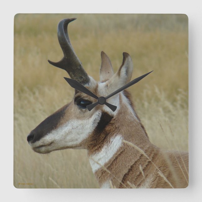 Horloge Carrée A4 Pronghorn Antelope Head Shot Profile (Recto)