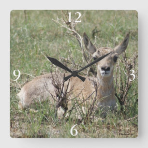 Horloge Carrée A7 Baby Pronghorn Antelope
