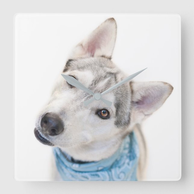 Horloge Carrée A Siberian Husky Mix Tilts its (Recto)