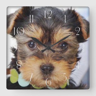 Horloge Carrée Adorable Yorkshire Terrier
