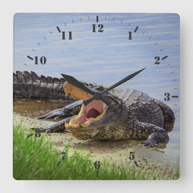 Horloge Carrée Alligator sauvage de Floride  (Recto)