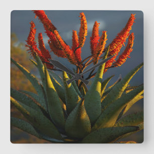Horloge Carrée Aloe de montagne (Aloe Marlothii Berger)