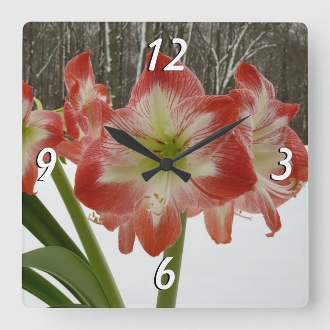 Horloge Carrée Amaryllis en Fête Rouge Neige Hiver Floral (Recto)