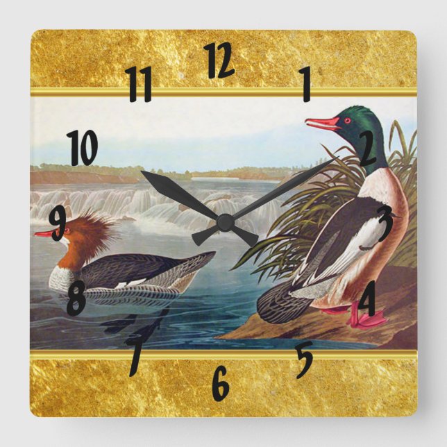Horloge Carrée American mallard ducks in a lake swimming (Recto)