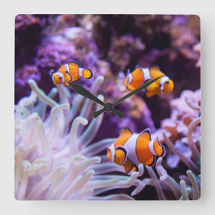 Horloge Carrée Amphiprion Ocellaris d'Ocellaris Clownfish  