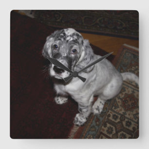 Horloge Carrée Anglais Setter Puppy
