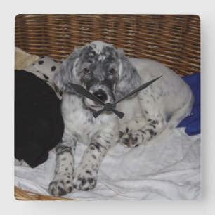 Horloge Carrée Anglais Setter Puppy