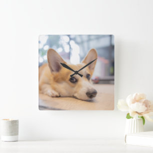 Horloge Carrée Animaux de bébés cutest   Chiot de Corgi au sol