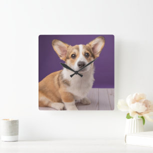 Horloge Carrée Animaux de bébés cutest   Corgi Chiple sur Purple