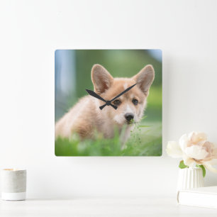 Horloge Carrée Animaux de bébés cutest   Corgi Puppy dans le tria