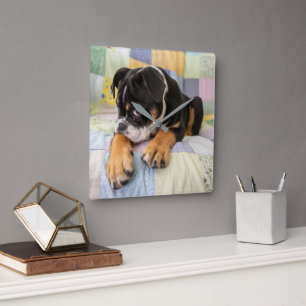 Horloge Carrée Animaux de bébés cutest   Shy Old English Bulldog