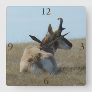 Horloge Carrée Antilope d'Amérique A16 faisant la sieste