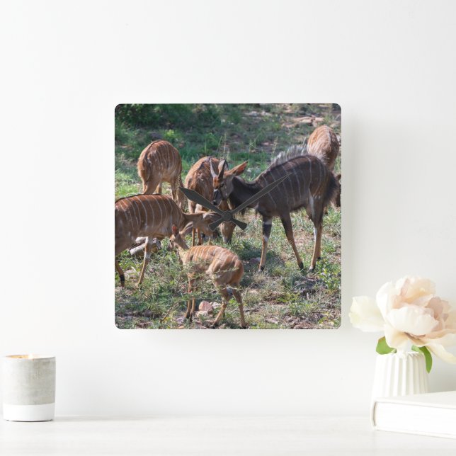 Horloge Carrée Antilope nyala gracieuse en Afrique (Maison)