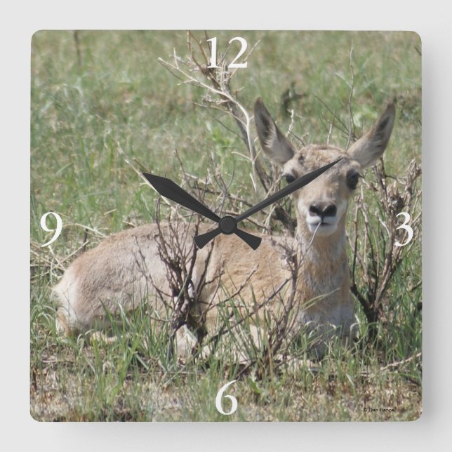 Horloge Carrée Antilope pronghorn A7 bébé (Recto)