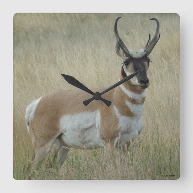 Horloge Carrée Antilope pronghorn A8 (Recto)