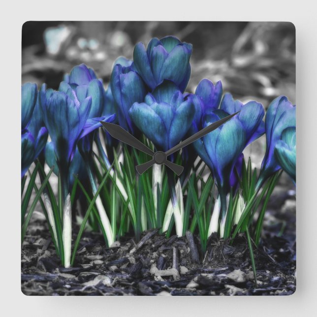 Horloge Carrée Aqua Blue Crocus Blooms (Recto)