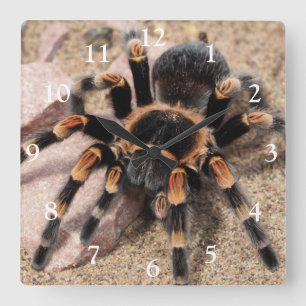 Horloge Carrée Araignée de Tarantula au genou rouge du Mexique