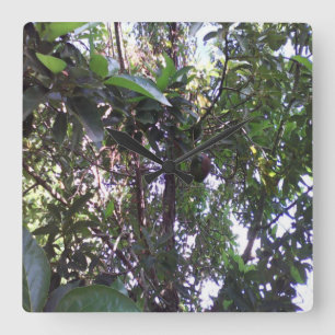 Horloge Carrée Arbre Avocado