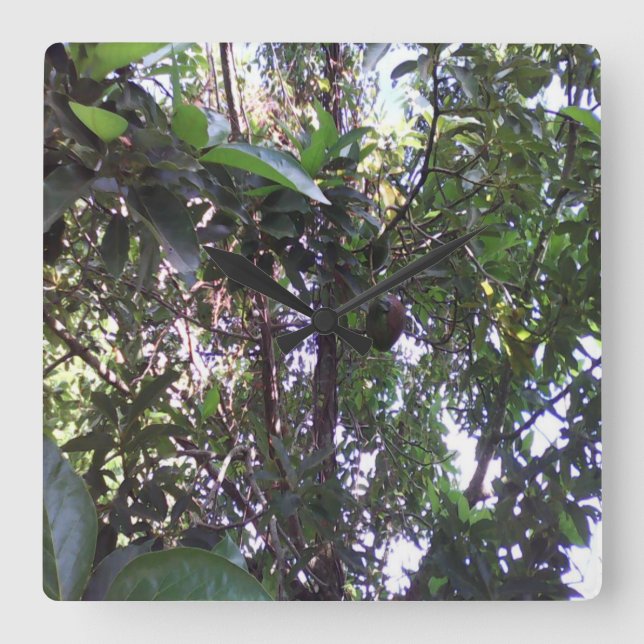 Horloge Carrée Arbre Avocado (Recto)