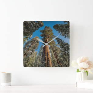 Horloge Carrée Arbre séquoia géant dans la neige
