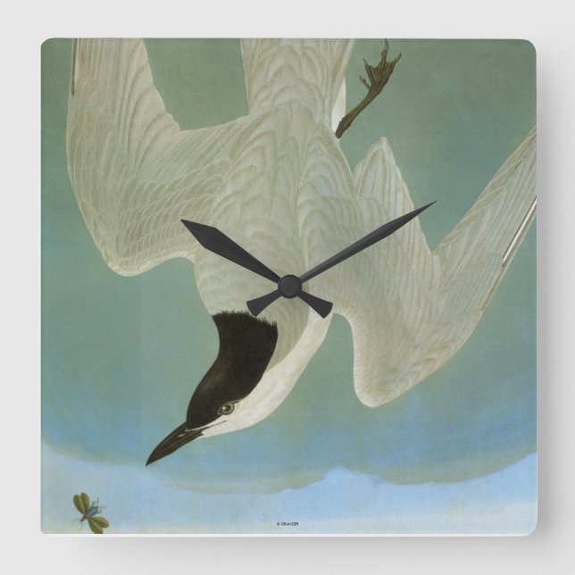 Horloge Carrée Audubon : Sterne Mouette-Affichée (Recto)