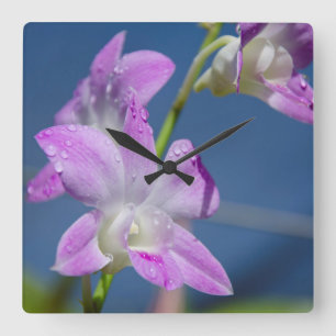 Horloge Carrée Australie, Territoires du Nord, Darwin