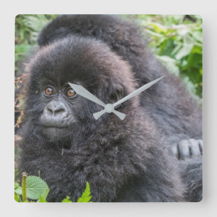 Horloge Carrée Baby Mountain Gorilla