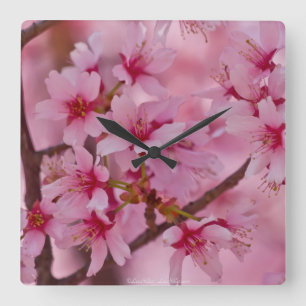 Horloge Carrée Baigné dans les fleurs de cerisier japonaises rose