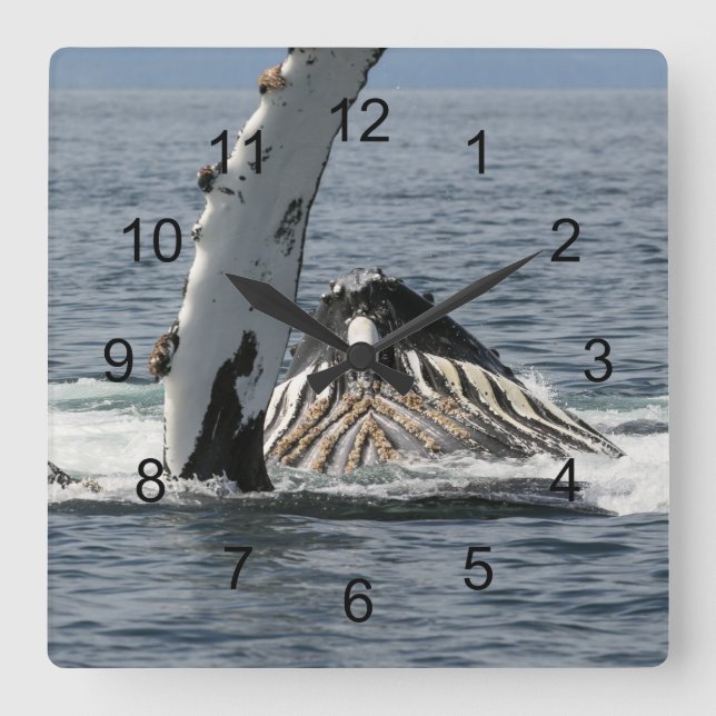 Horloge Carrée Baleine à bosse (Recto)